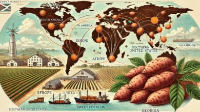 How Far Did Sweet Potatoes Travel to Georgia